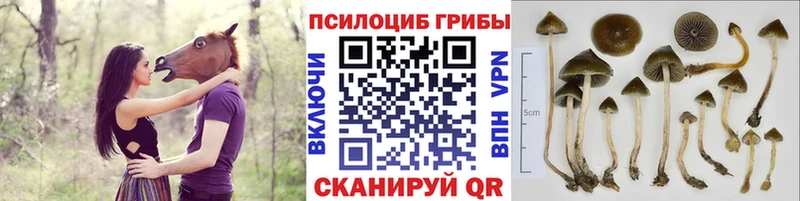 Купить где  Анжеро-Судженск  Галлюциногенные грибы ЛСД 